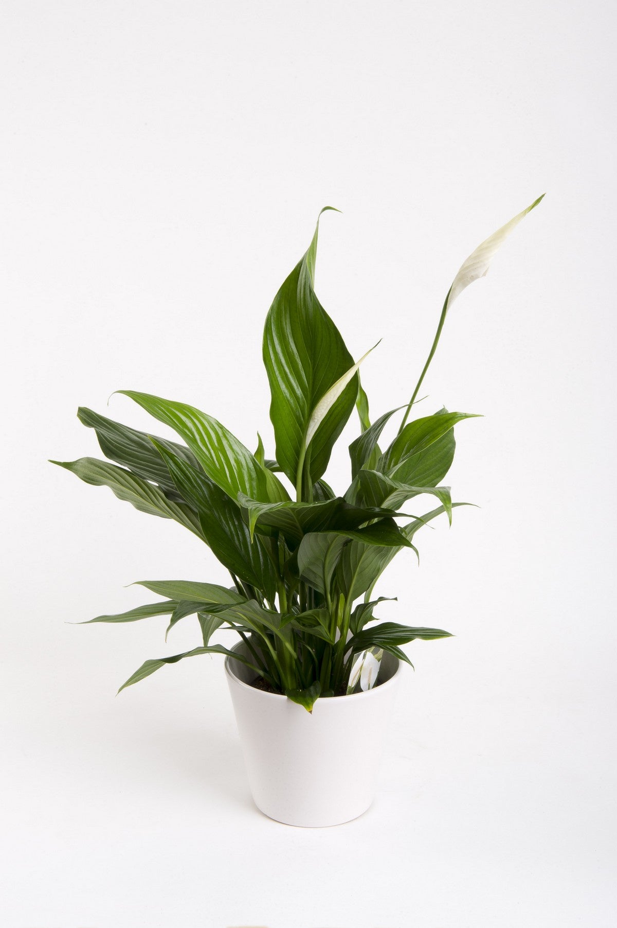 Peace Lily in Bag